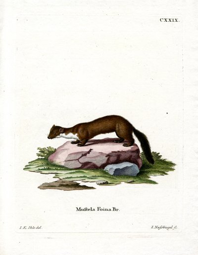 Stone Marten by German School