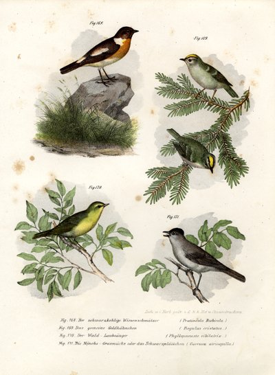 Stonechat by German School