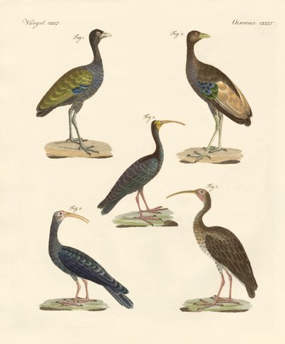 Strange Brazilian Birds by German School