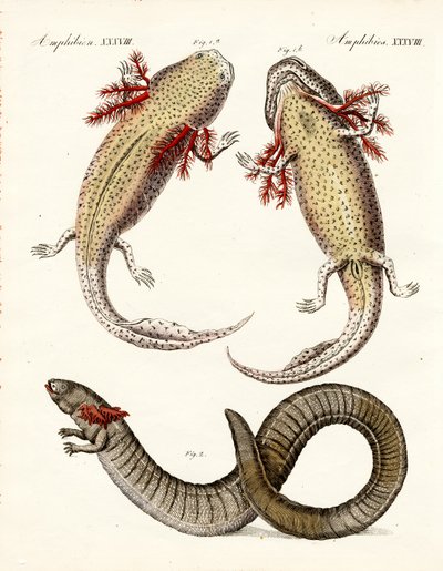 Strange amphibians by German School