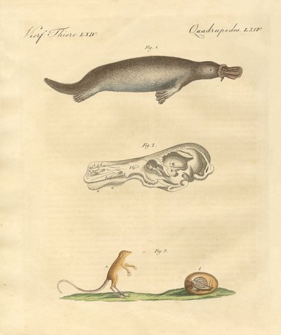 Strange Animals by German School