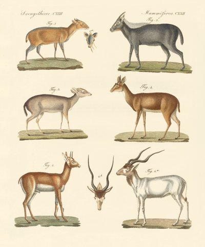 Strange Antelopes by German School