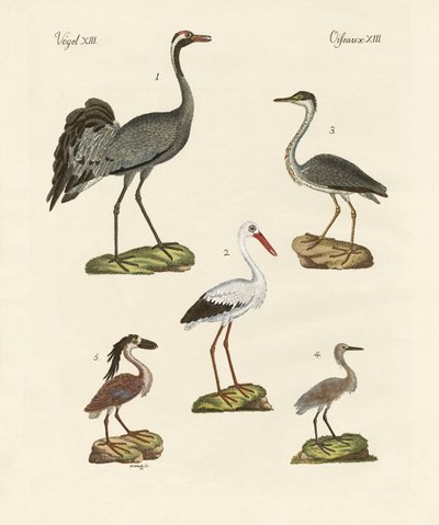 Strange Beach Birds by German School