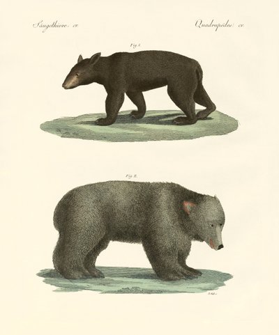 Strange Bears by German School