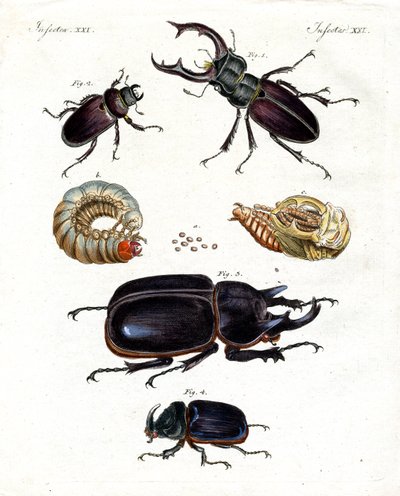 Strange Beetles by German School