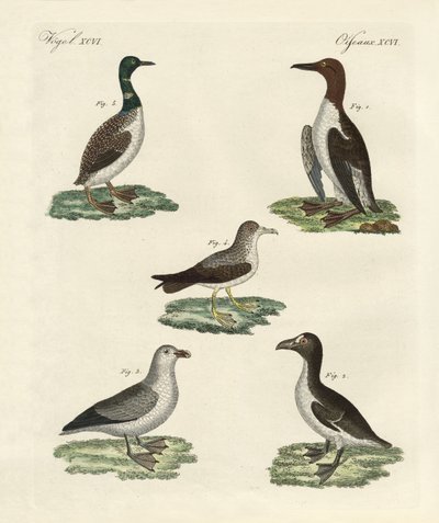 Strange Birds by German School