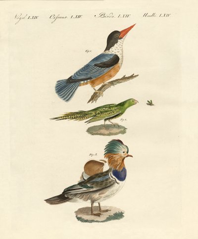 Strange Birds by German School