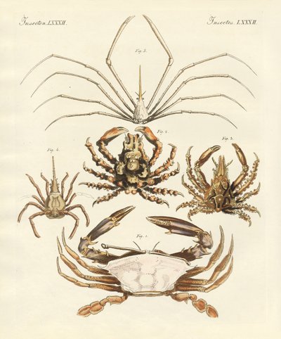 Strange crabs by German School