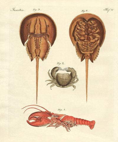 Strange Crabs by German School