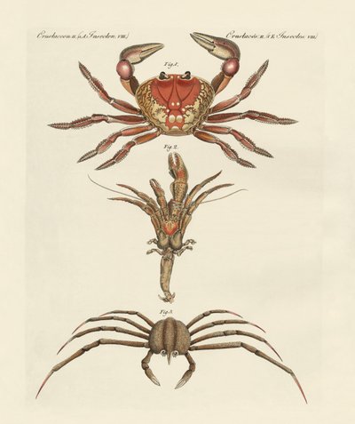 Strange Crabs by German School