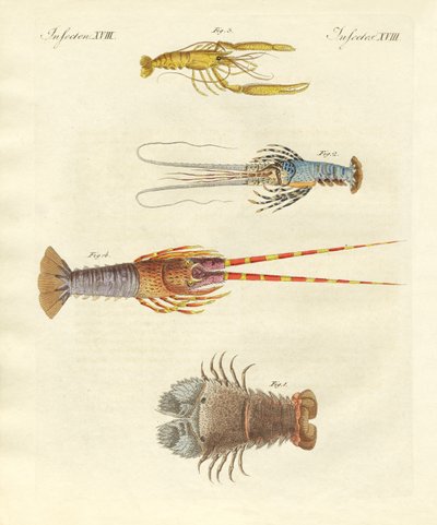 Strange Crabs by German School