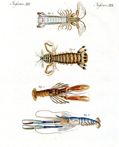 Strange Crabs by German School