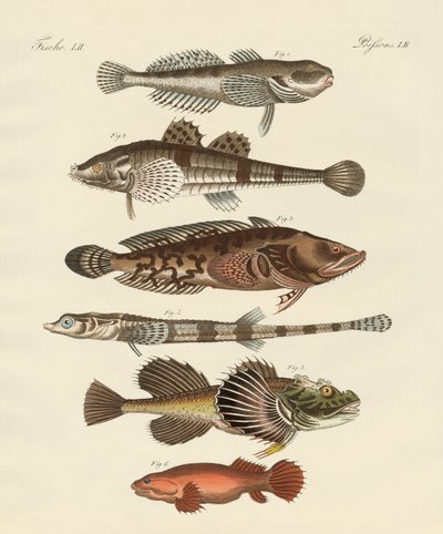 Strange Fish by German School