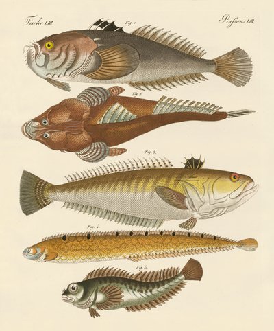 Strange Fish by German School