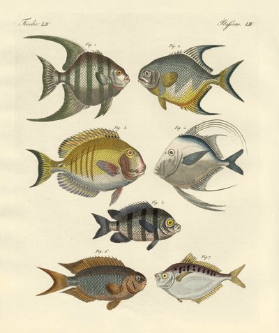 Strange Fish by German School