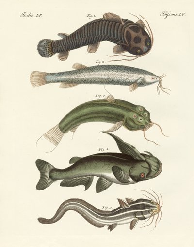Strange Fish by German School