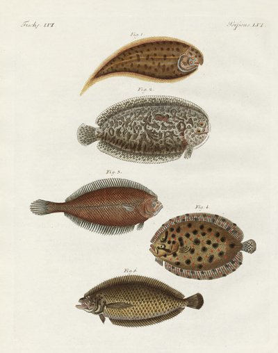 Strange Fish by German School