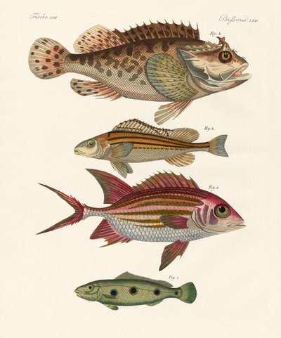 Strange fish by German School