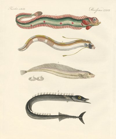 Strange fish by German School