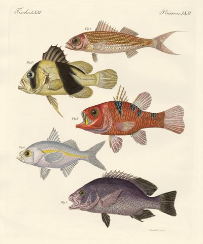 Strange fish by German School