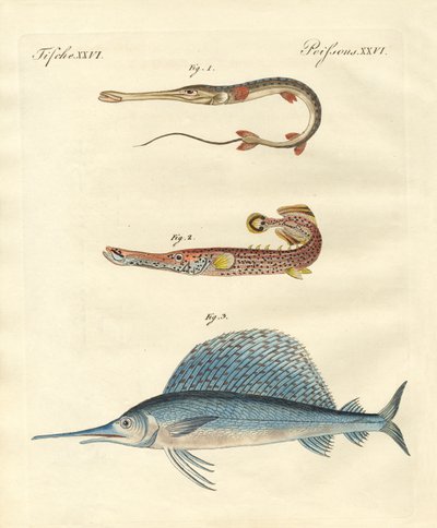 Strange Fish by German School