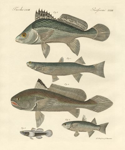Strange Fish from the Ganges by German School