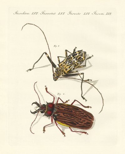 Strange Foreign Beetles by German School