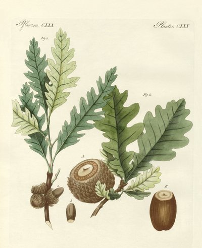 Strange Foreign Oaks by German School