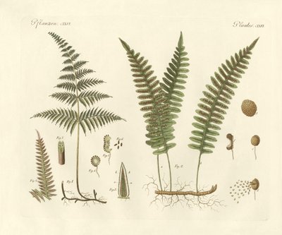 Strange grasses by German School