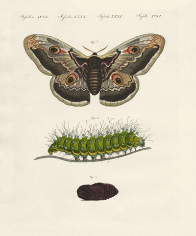 Strange Insects by German School