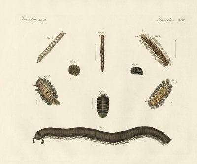 Strange insects by German School