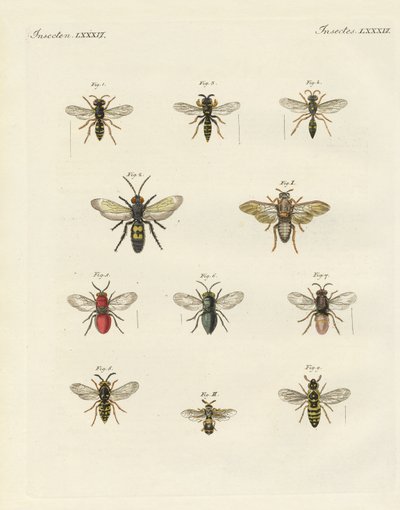 Strange insects by German School