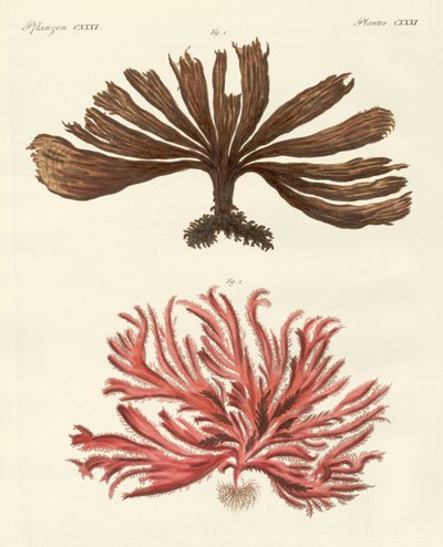 Strange Kinds of Seaweed by German School