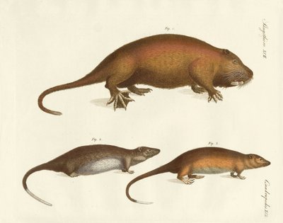 Strange Mammals by German School