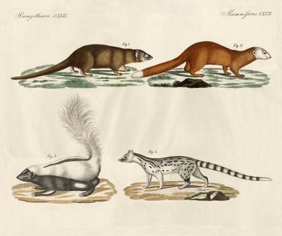 Strange Mammals by German School