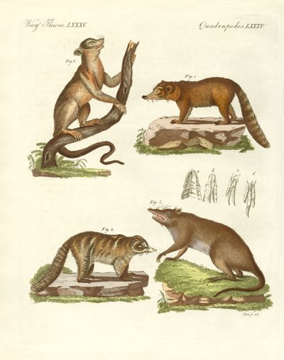 Strange Mammals by German School
