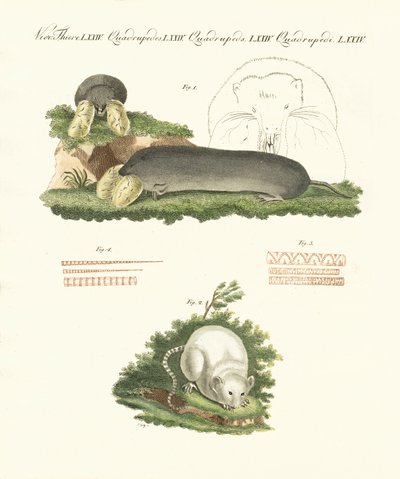 Strange mammals by German School
