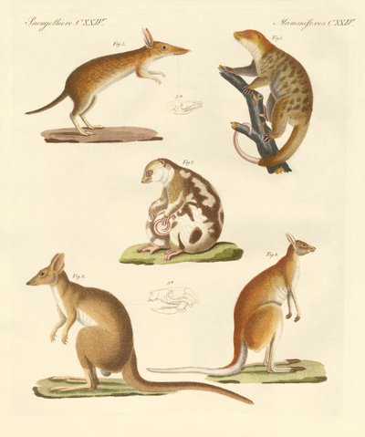 Strange Marsupials by German School