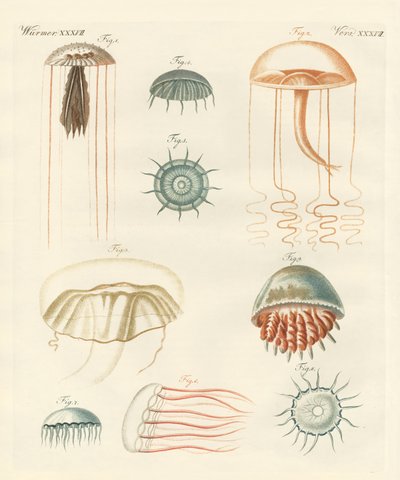 Strange Medusas by German School