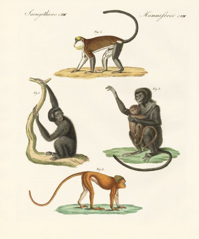 Strange monkeys by German School