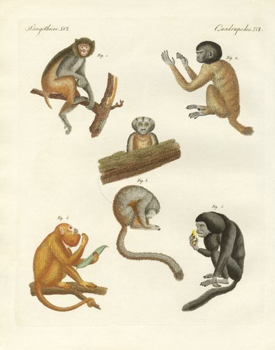 Strange monkeys by German School