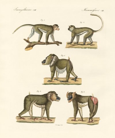 Strange monkeys by German School