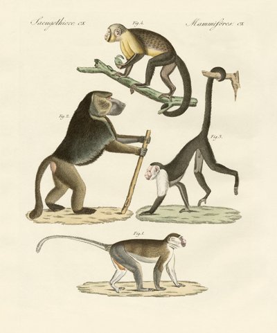 Strange Monkeys by German School
