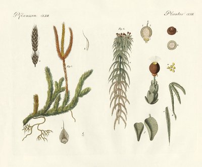 Strange Mosses by German School
