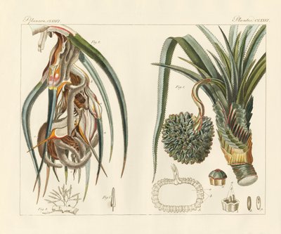 Strange Plants by German School