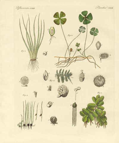 Strange Plants by German School