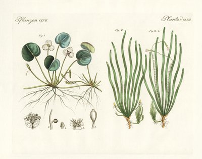 Strange plants by German School