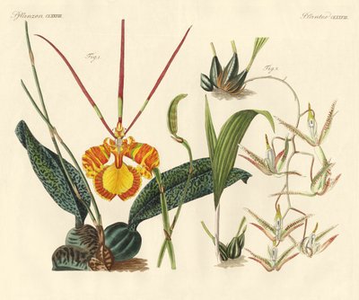 Strange plants by German School