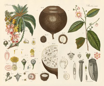 Strange Plants by German School