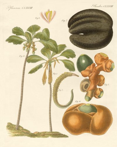 Strange plants by German School